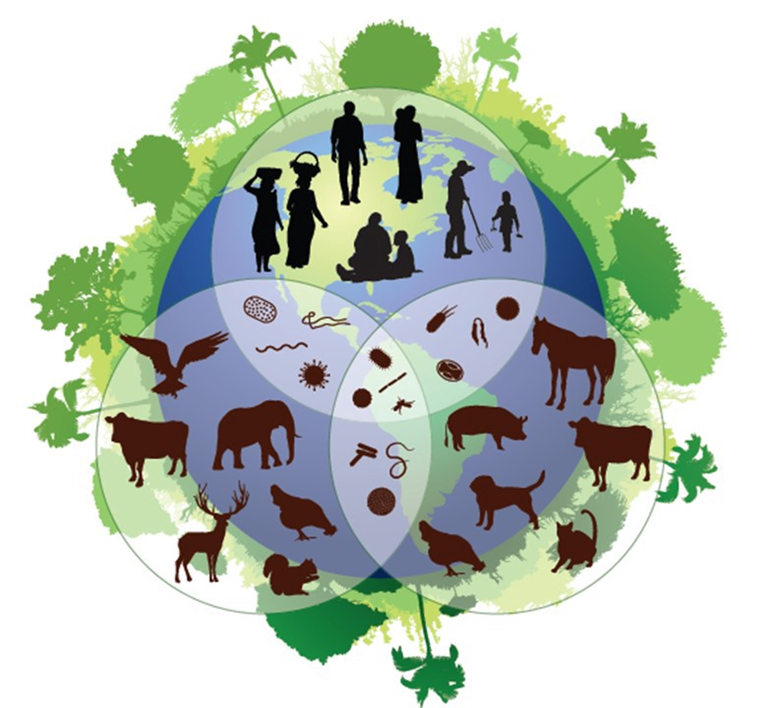 Interactions between wildlife and domestic animals: Consequences for Human Health