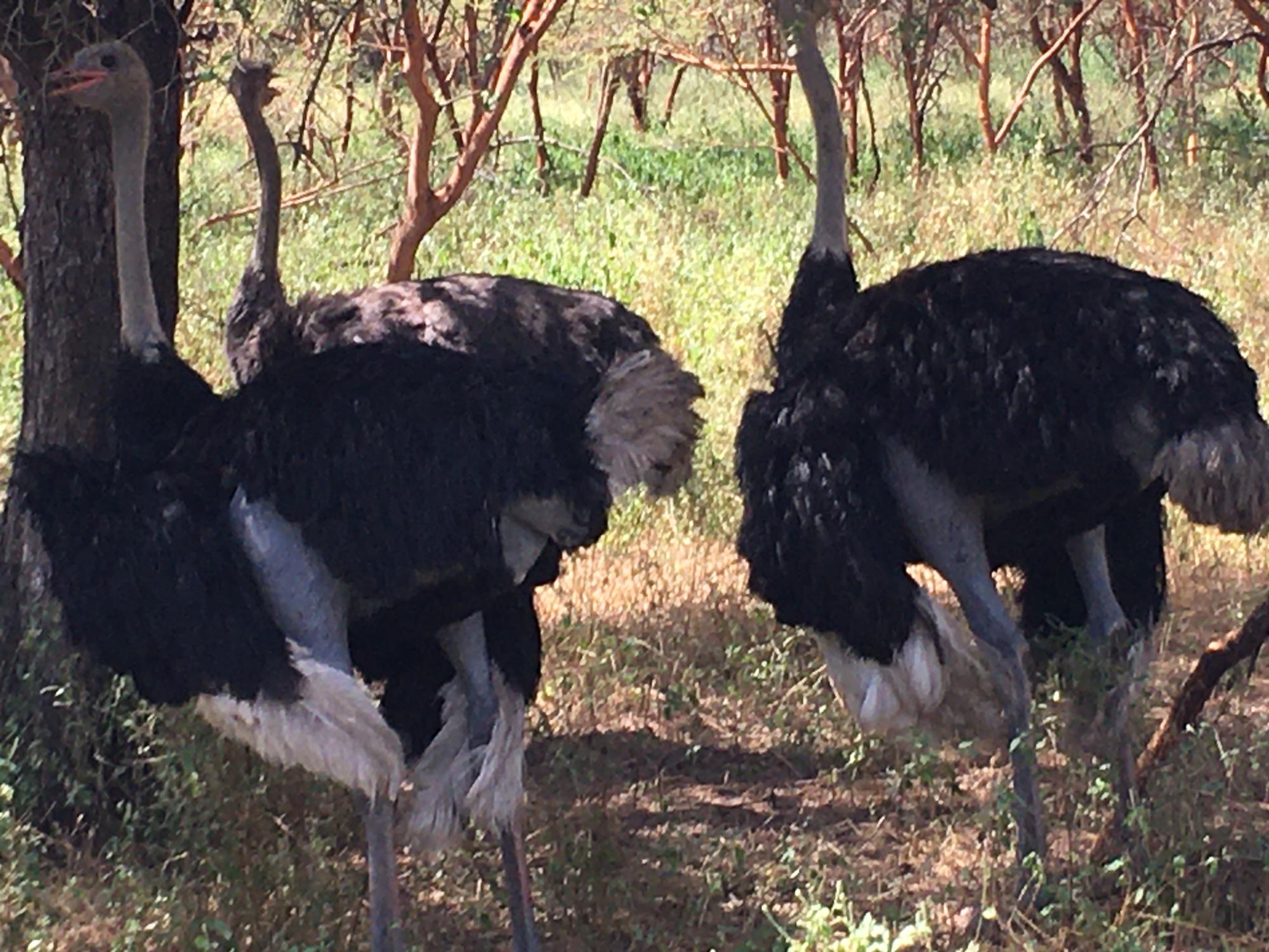 Célébration de la Journée mondiale One Health Day à l'Université Assane SECK de Ziguinchor