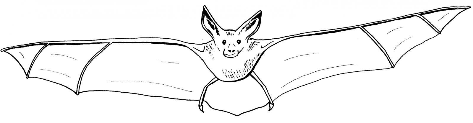 Linking bats, people, and ecosystems