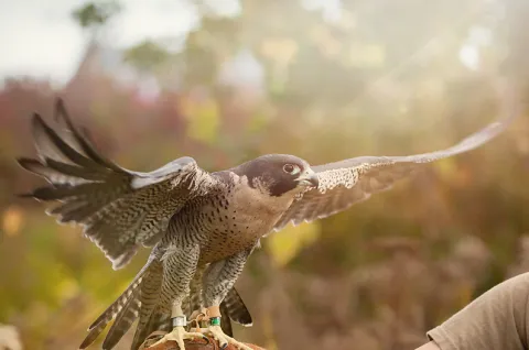 Center for Wildlife's One Health Day Morning Meeting!