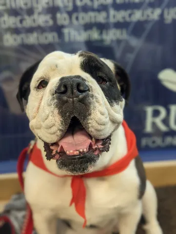 Zooeyia with Therapy Dogs